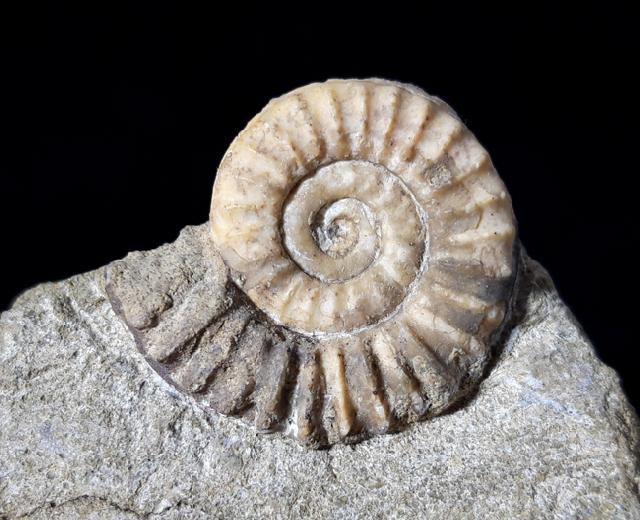 Arnioceras oppeli GUERIN-FRANIATTE 1966 - Bild © FossNet FossilienStore